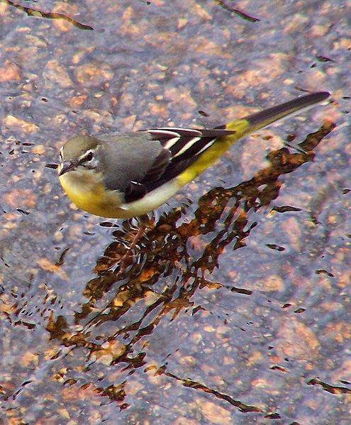 Motacilla cinerea