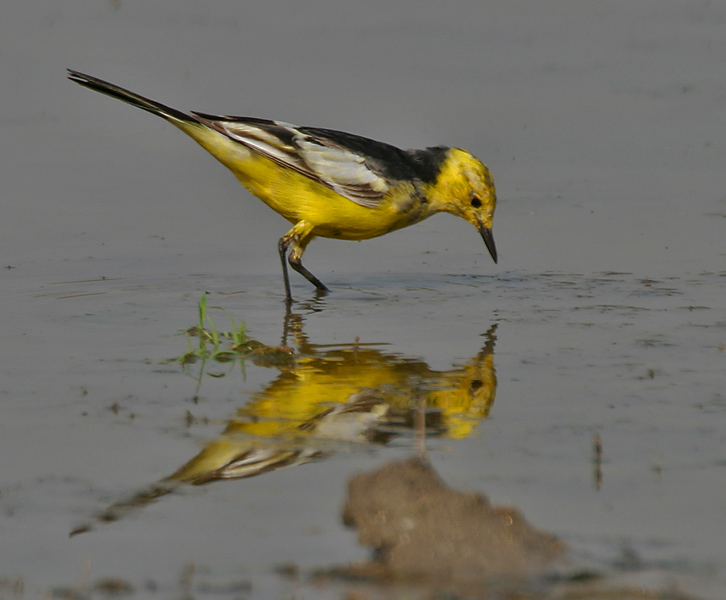 Motacilla citreola