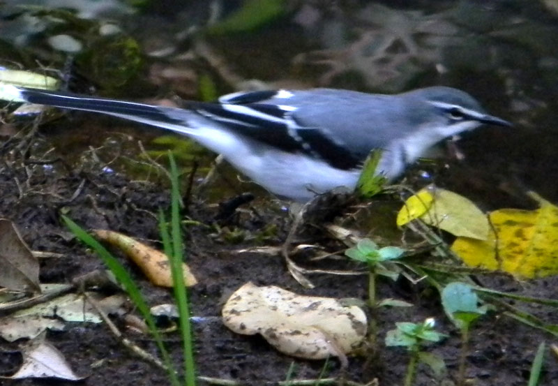 Motacilla clara
