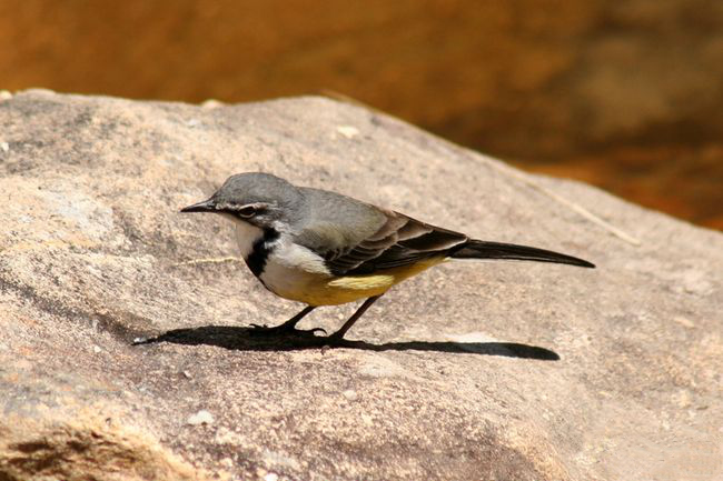 Motacilla flaviventris
