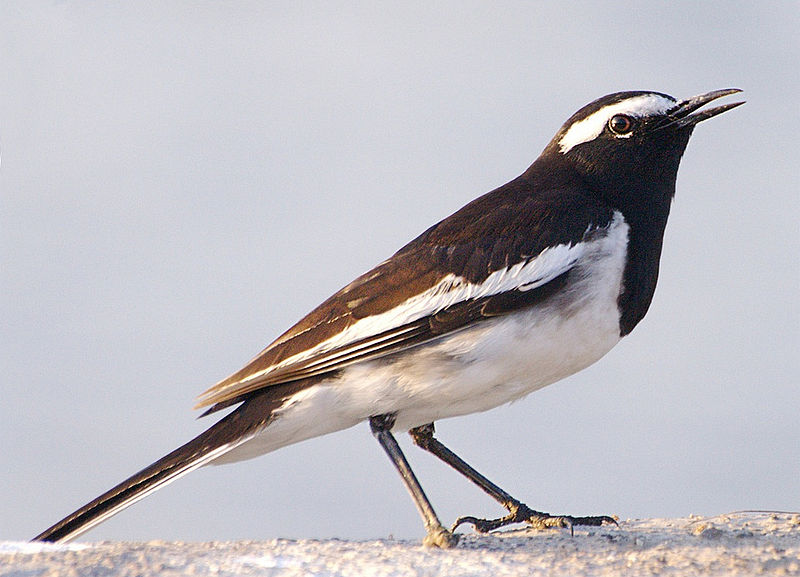 Motacilla madaraspatensis