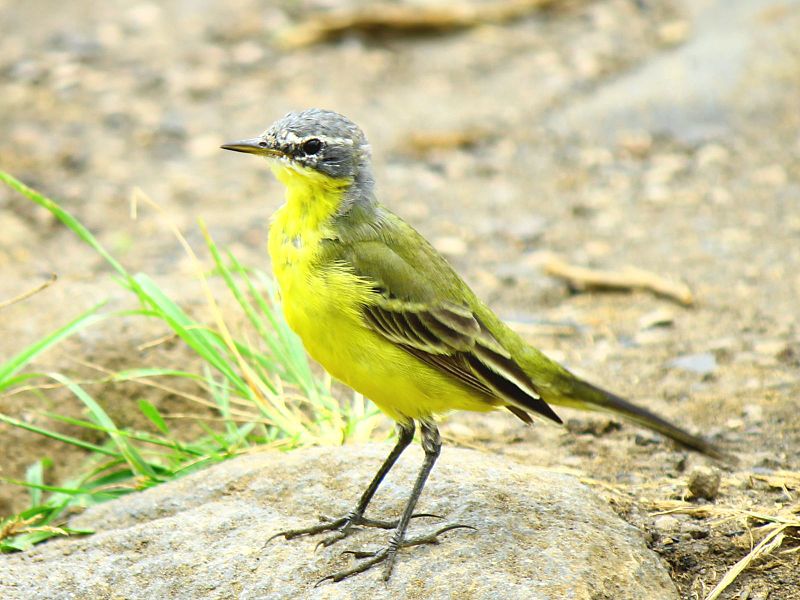 Motacilla tschutschensis
