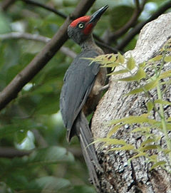 Mulleripicus fulvus