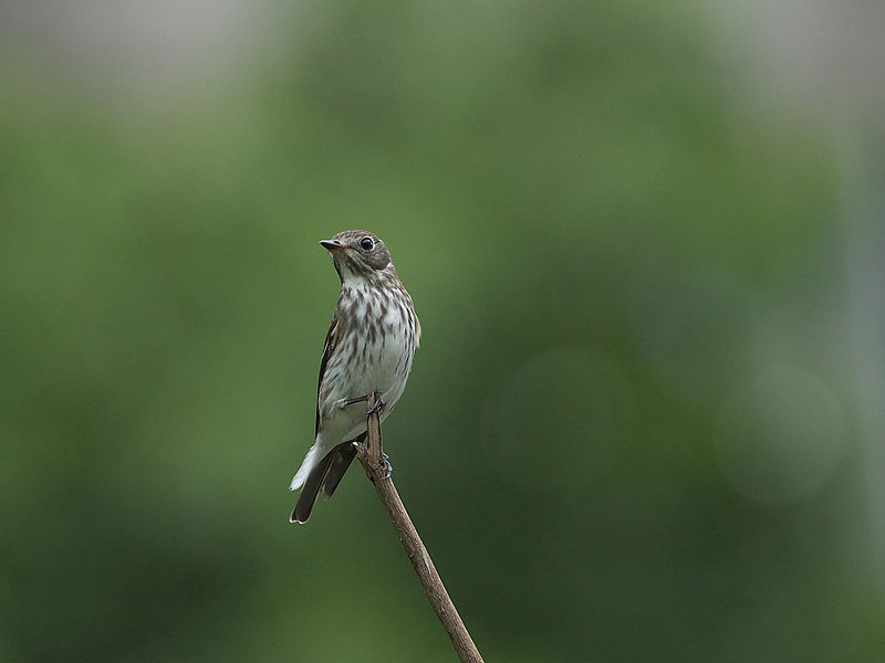 Muscicapa griseisticta