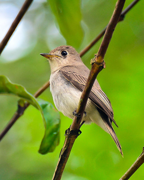 Muscicapa latirostris