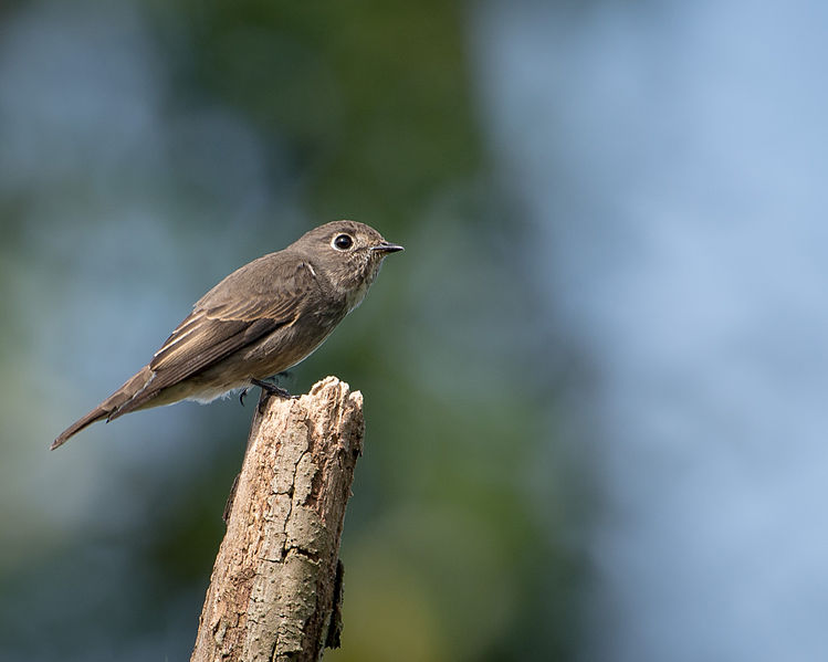 Muscicapa sibirica