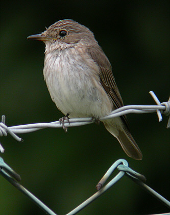 Muscicapa striata