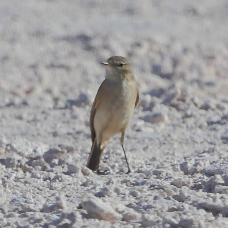 Muscisaxicola flavinucha