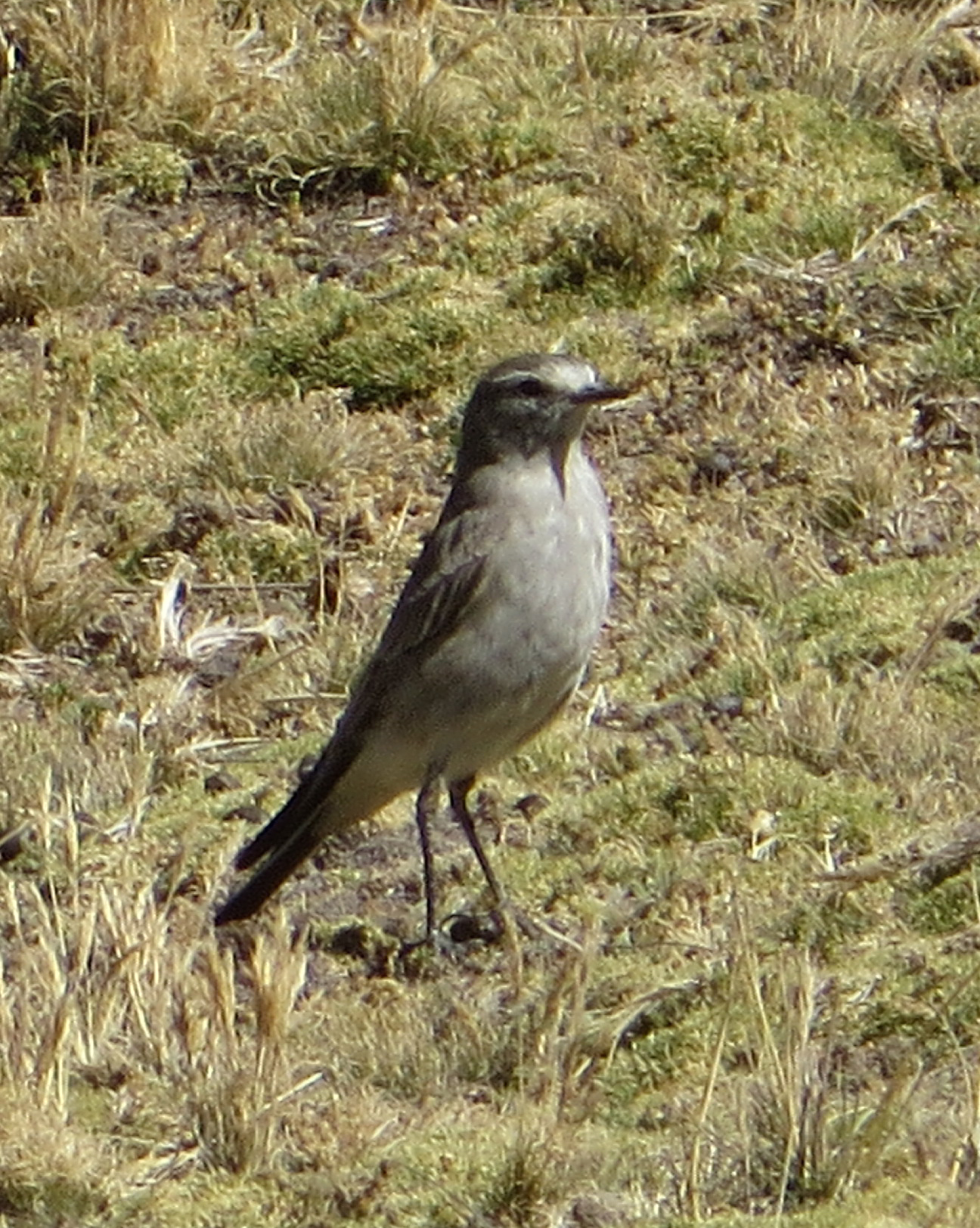 Muscisaxicola griseus