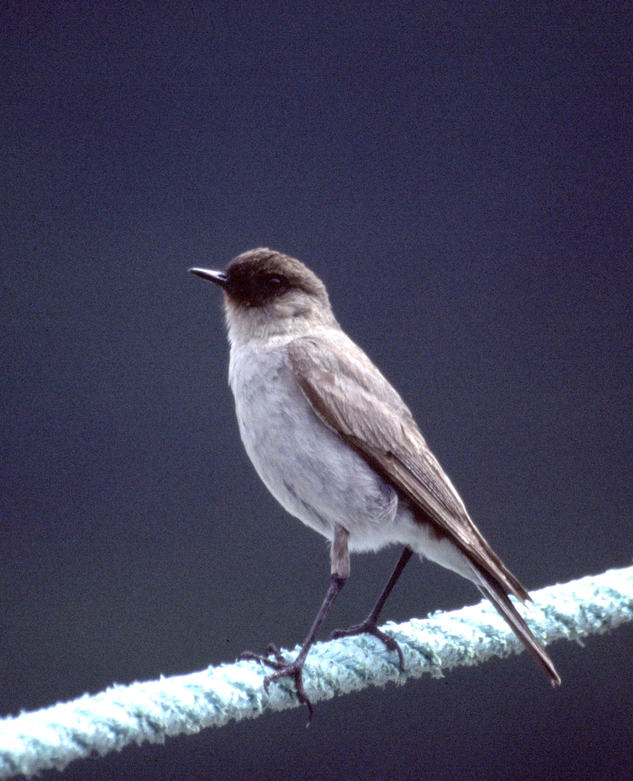 Muscisaxicola maclovianus