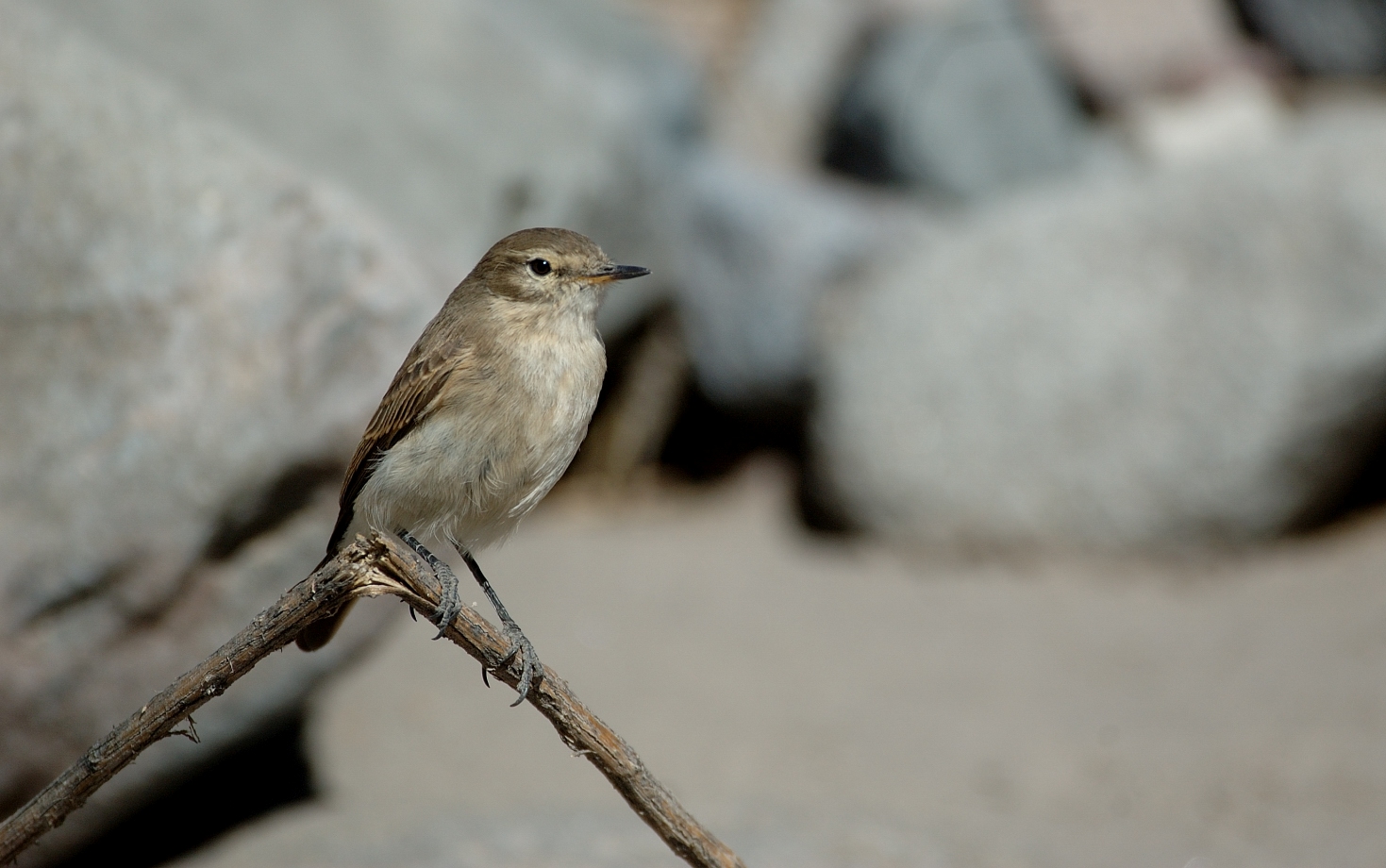 Muscisaxicola maculirostris