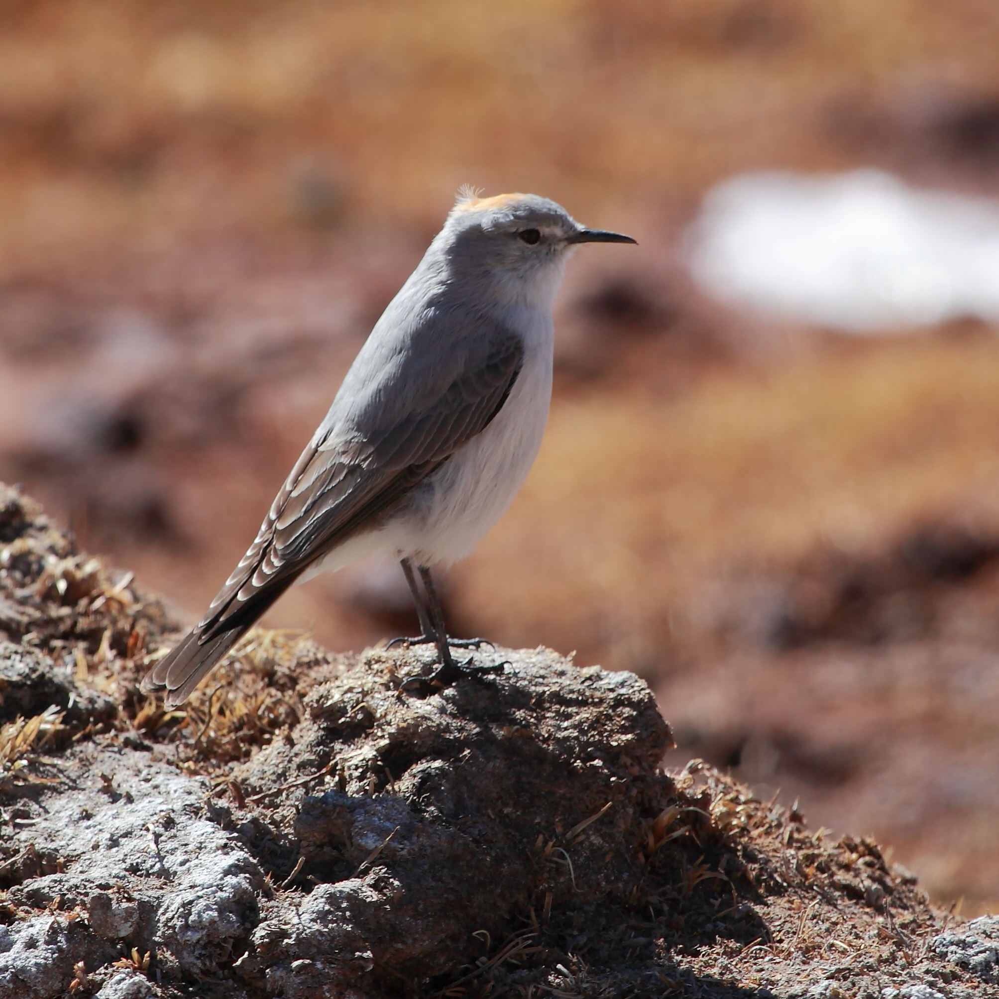 Muscisaxicola rufivertex