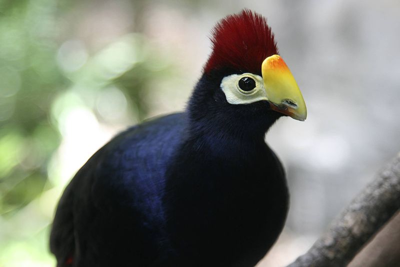 Musophaga rossae