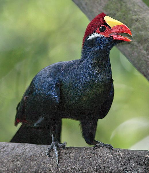 Musophaga violacea