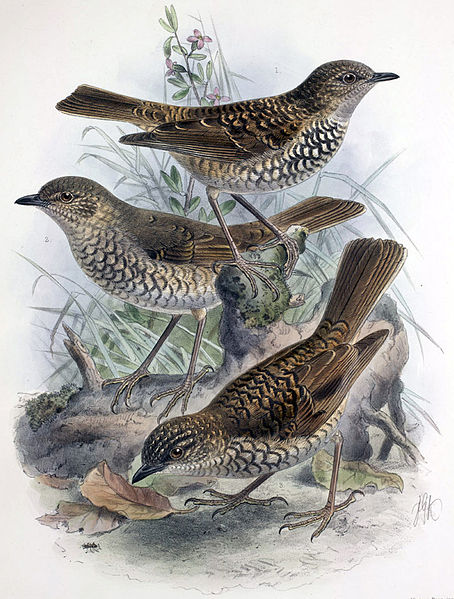 Myadestes lanaiensis