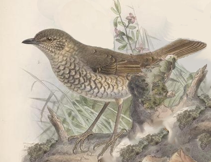 Myadestes myadestinus