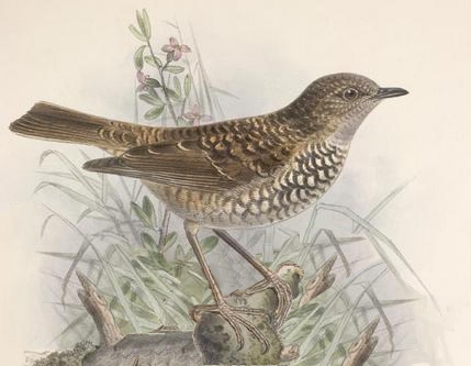 Myadestes obscurus