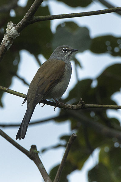 Myadestes occidentalis