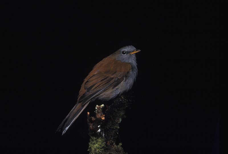 Myadestes ralloides