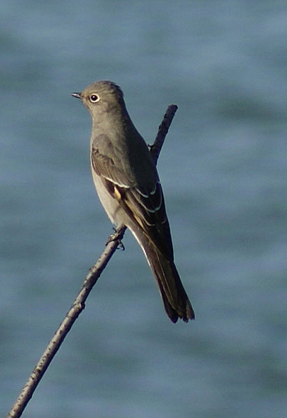 Myadestes townsendi