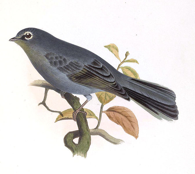 Myadestes unicolor