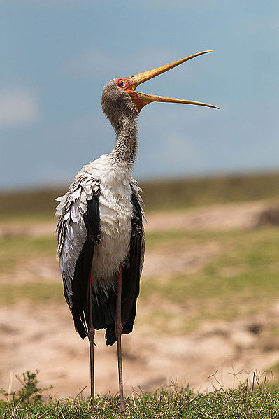 Mycteria ibis