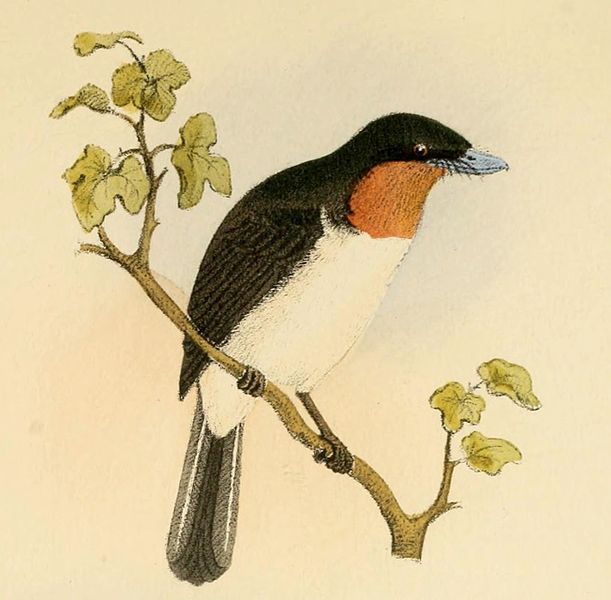 Myiagra albiventris