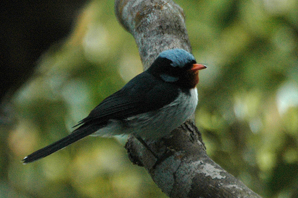Myiagra azureocapilla