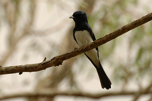 Myiagra cyanoleuca