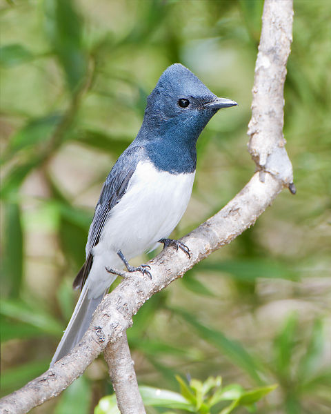 Myiagra rubecula