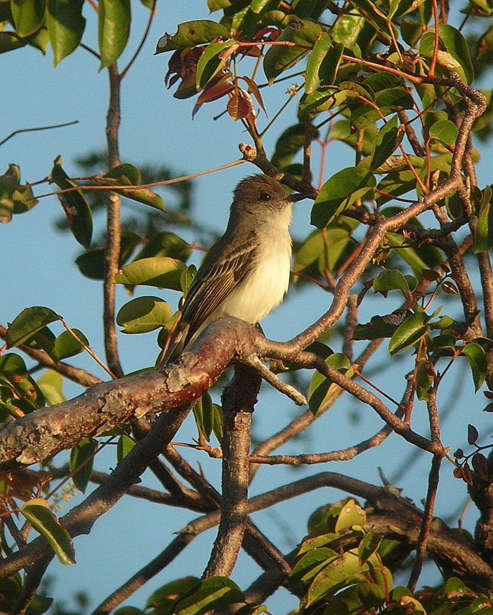 Myiarchus antillarum