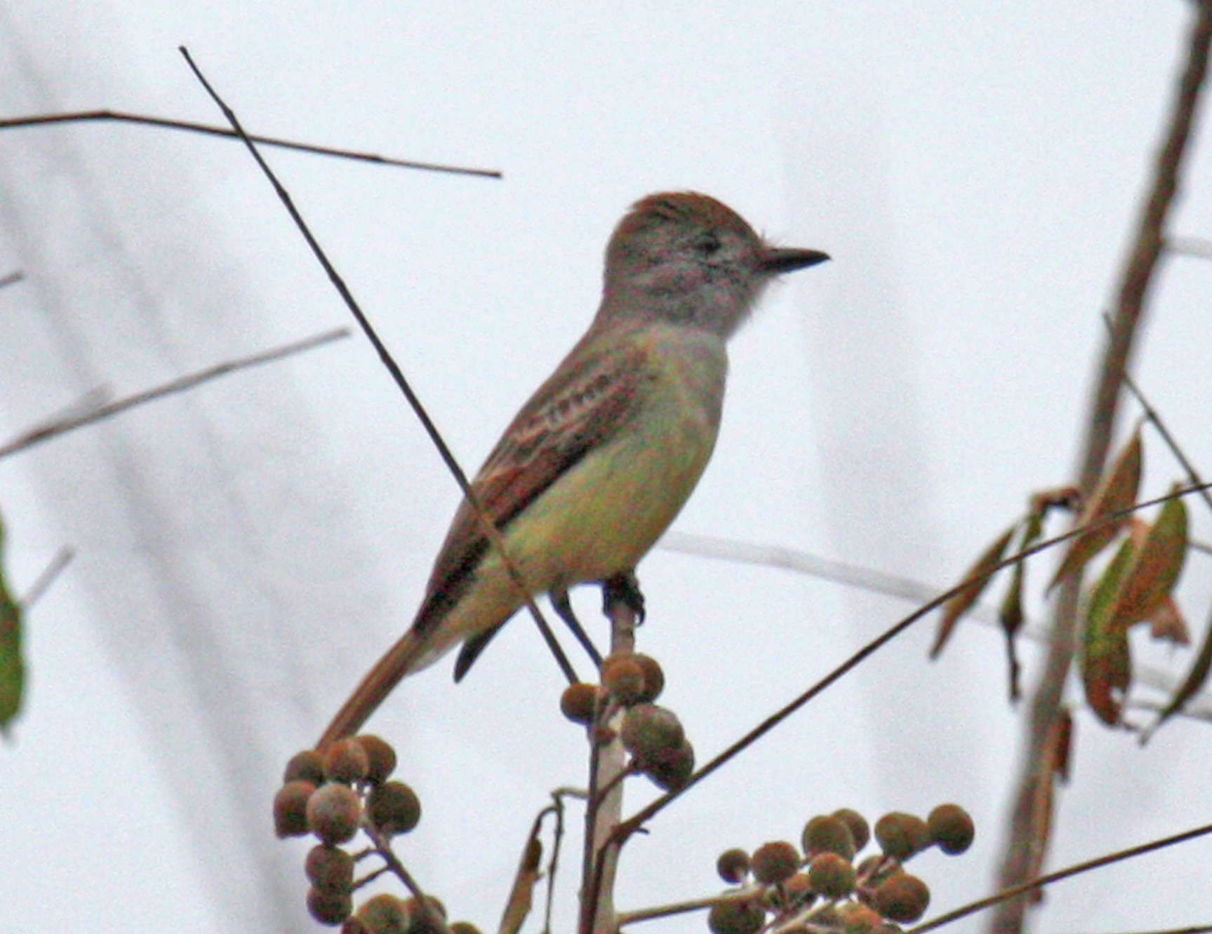 Myiarchus barbirostris