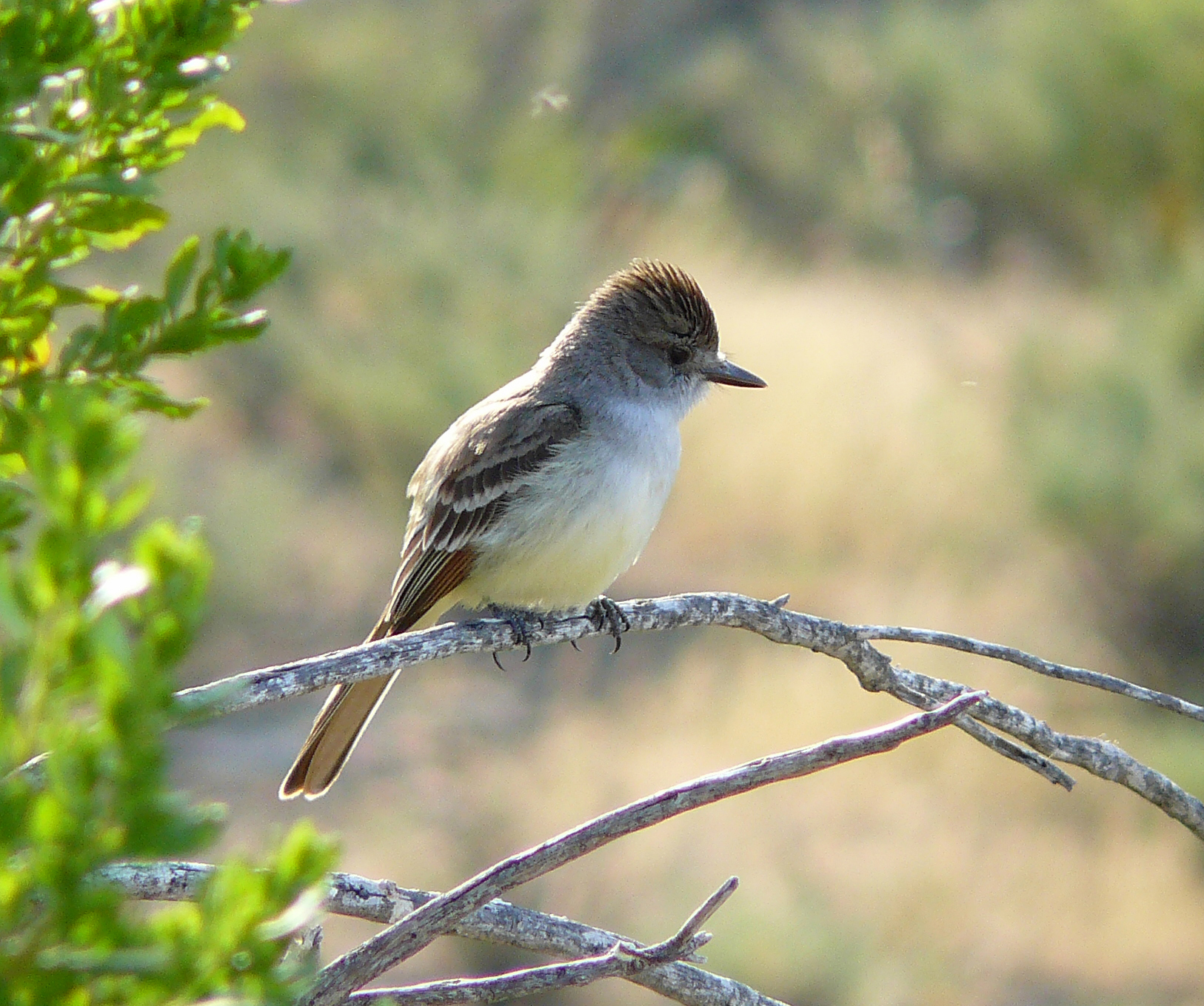 Myiarchus cinerascens