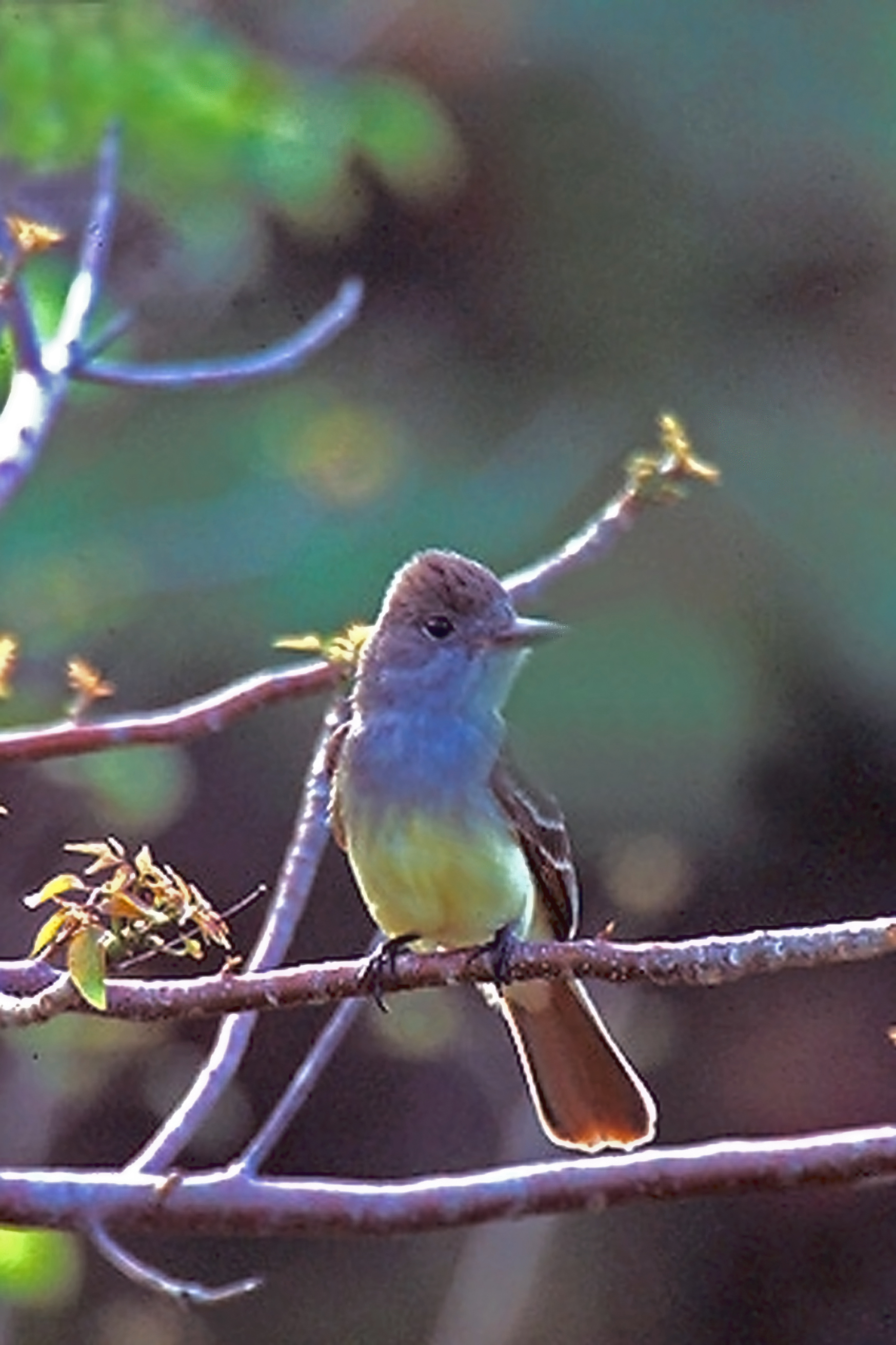 Myiarchus crinitus