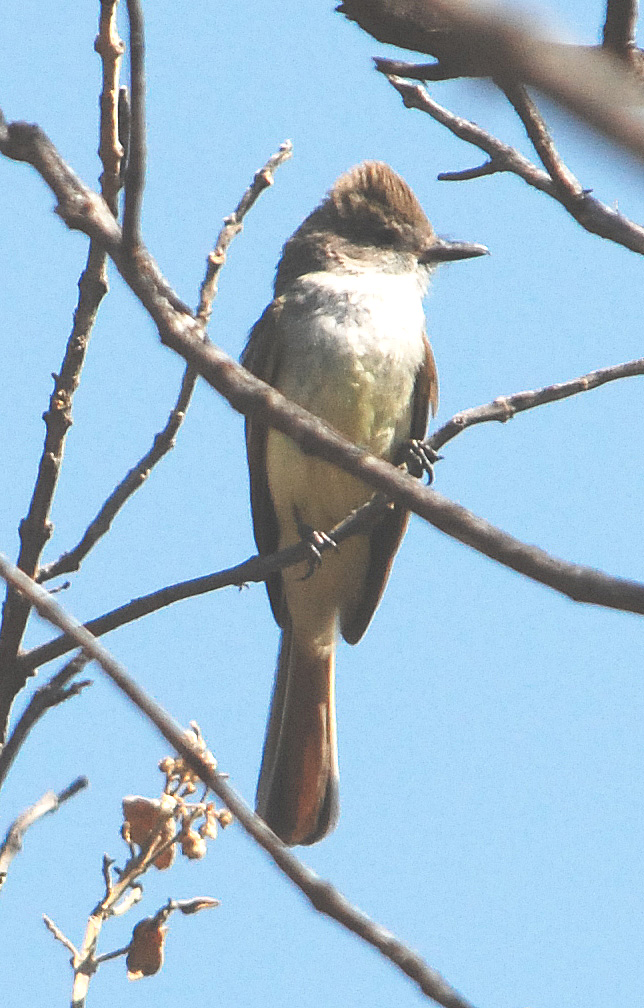 Myiarchus nuttingi