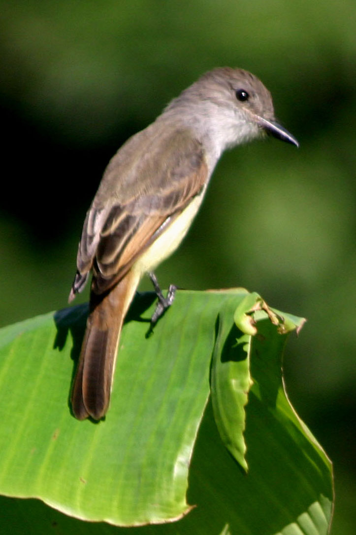 Myiarchus oberi