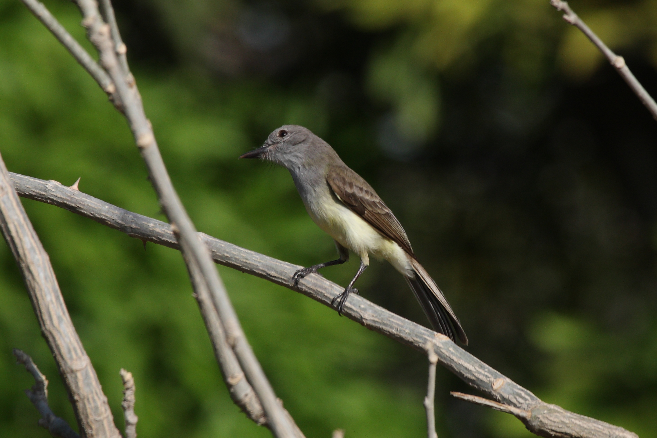 Myiarchus panamensis