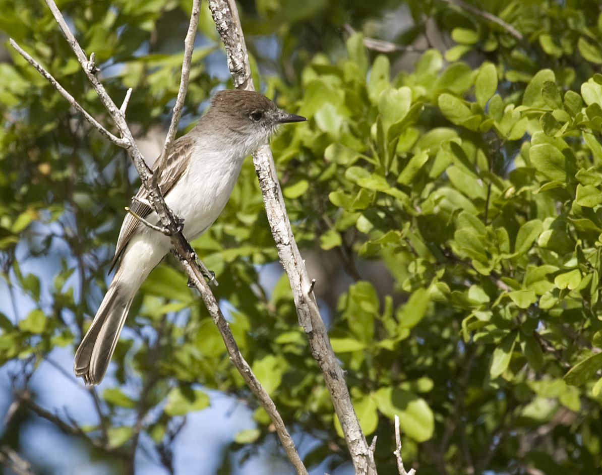 Myiarchus sagrae