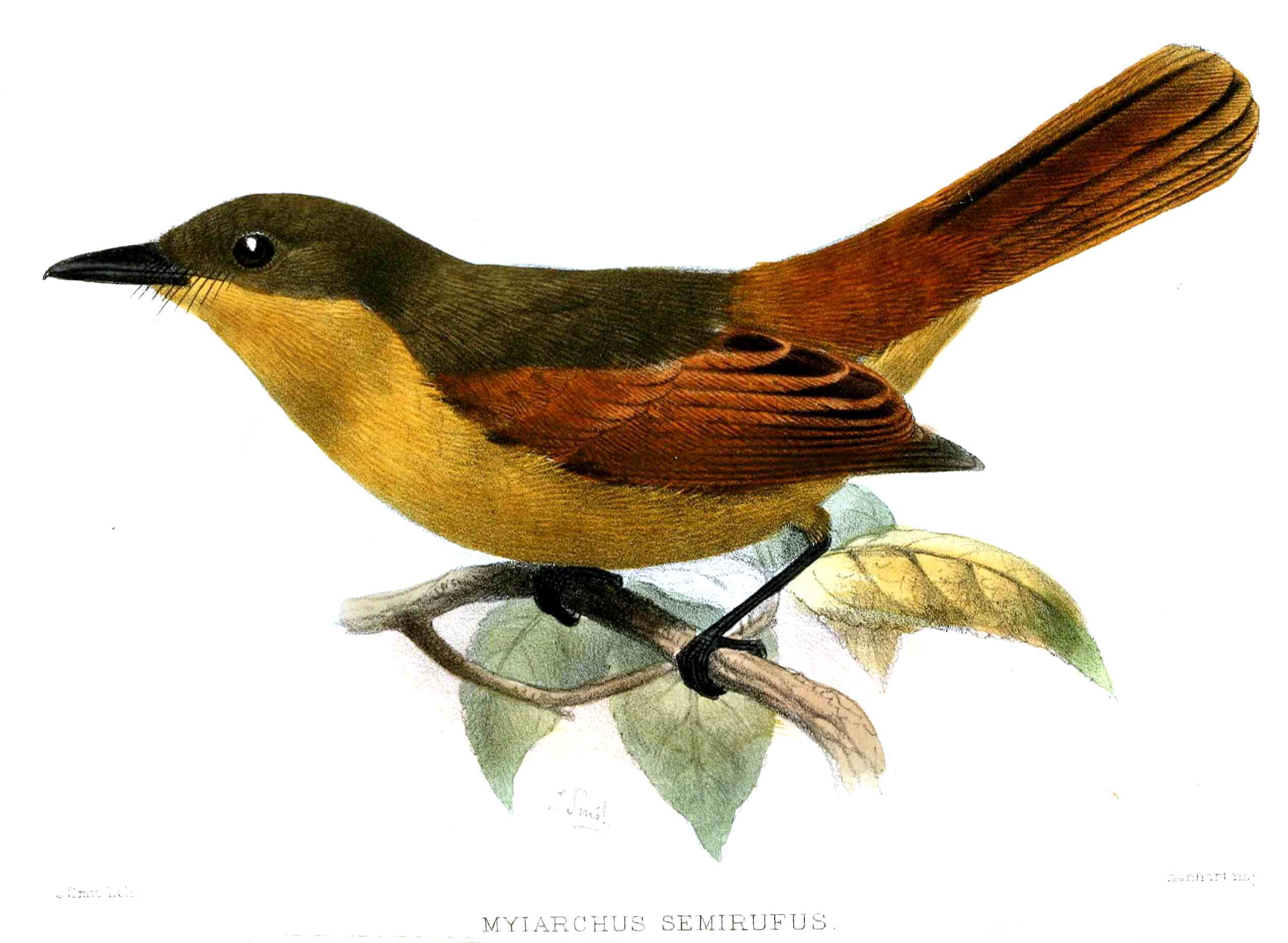 Myiarchus semirufus