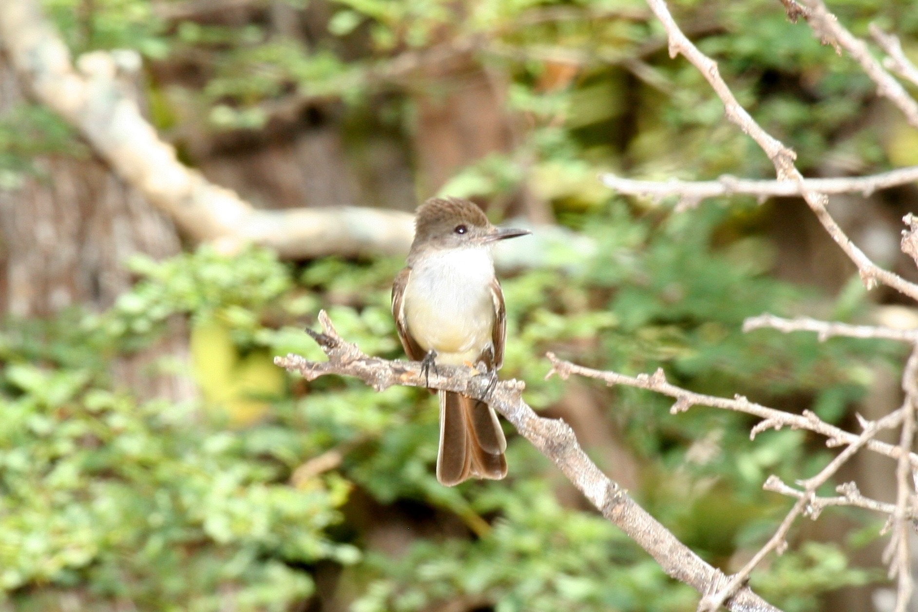 Myiarchus stolidus