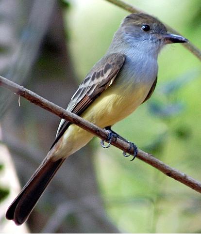Myiarchus tyrannulus