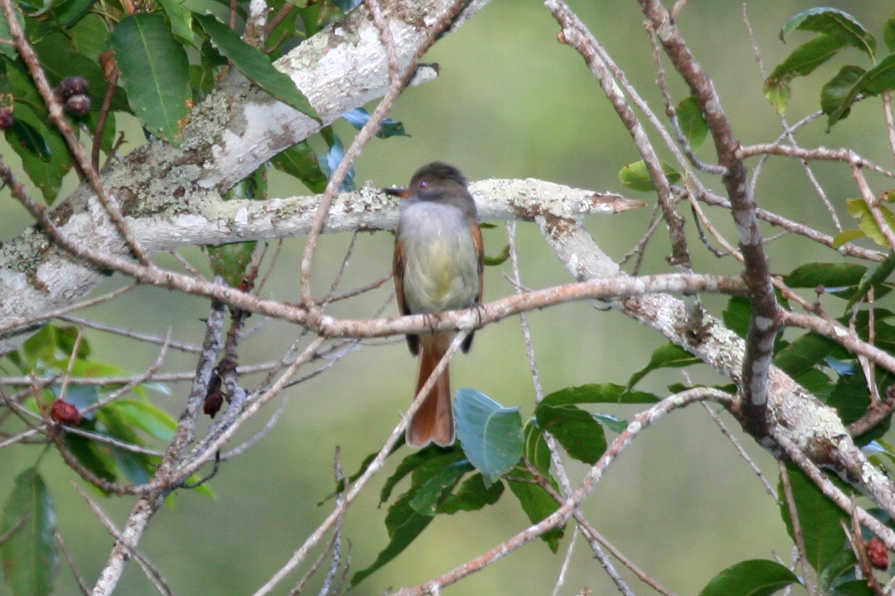 Myiarchus validus