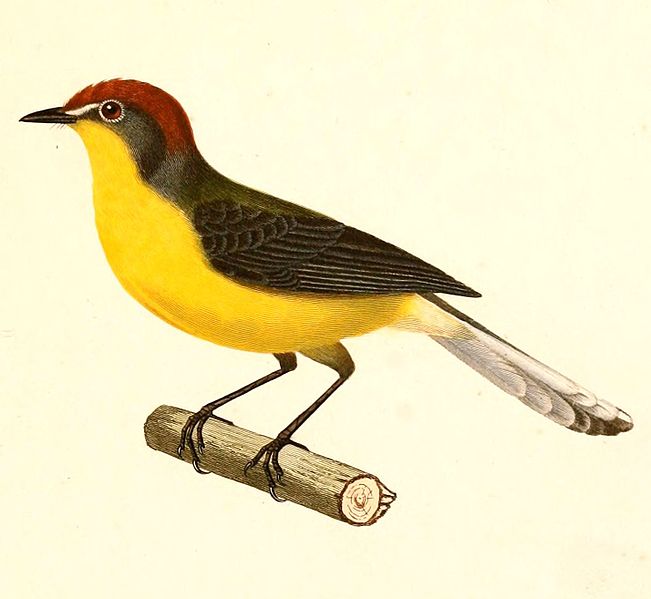 Myioborus brunniceps