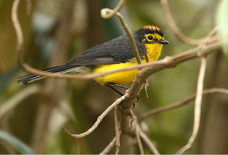 Myioborus melanocephalus