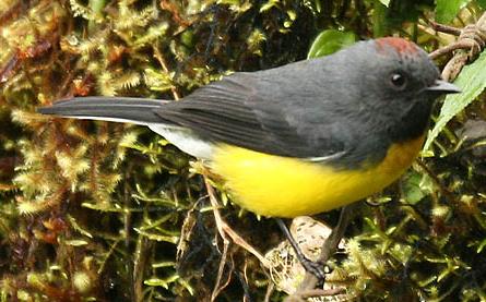 Myioborus miniatus