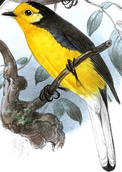 Myioborus ornatus