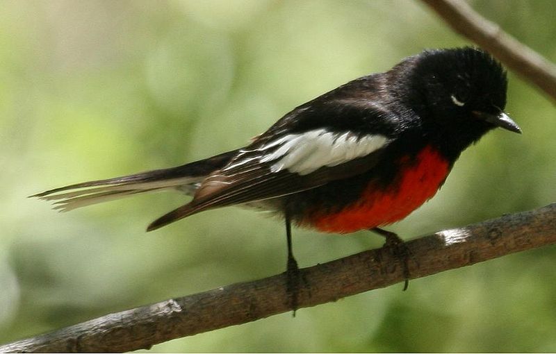 Myioborus pictus