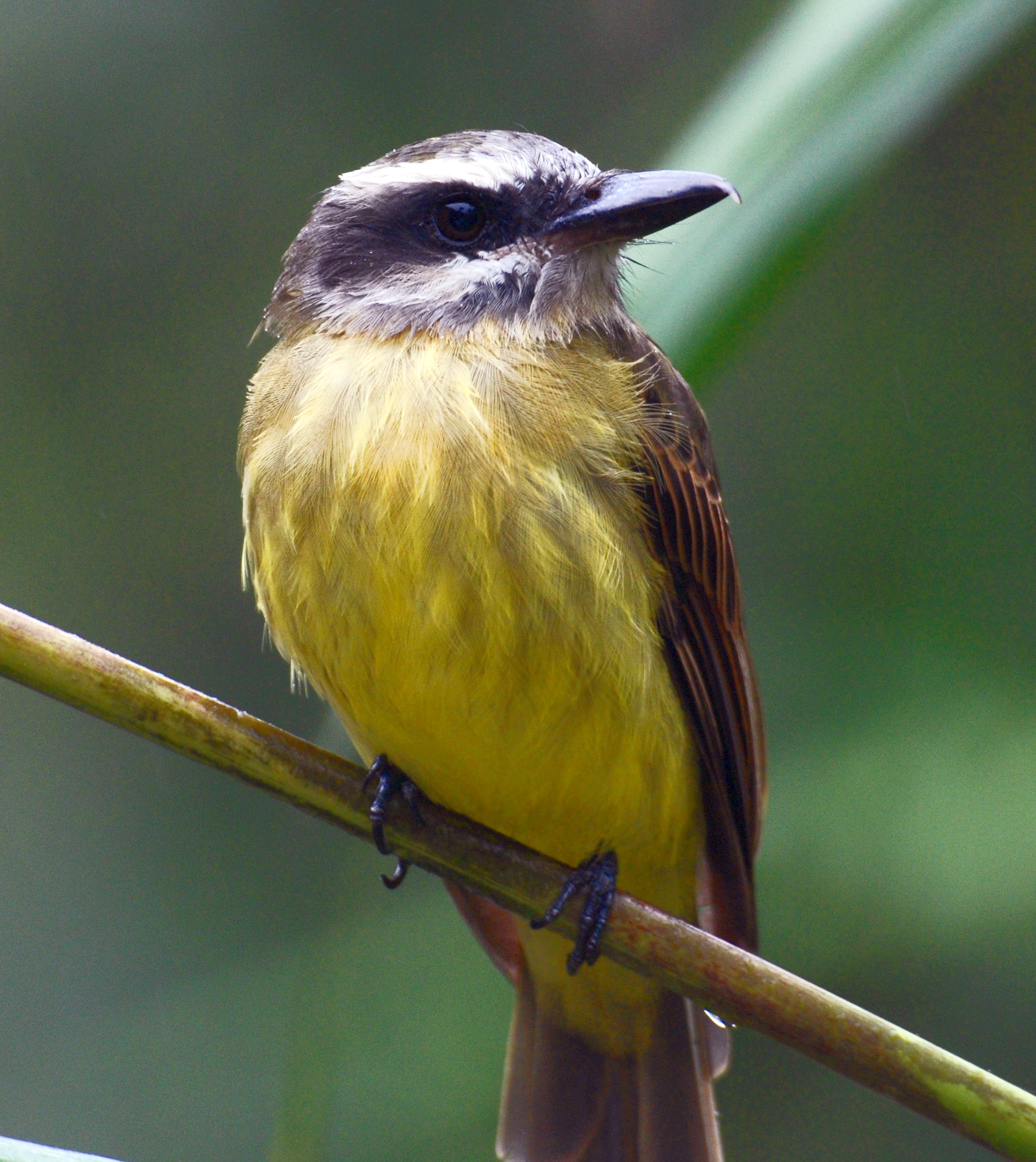 Myiodynastes chrysocephalus