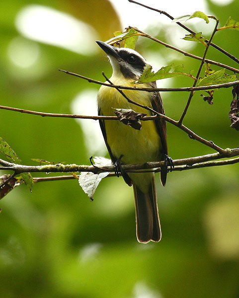 Myiodynastes hemichrysus