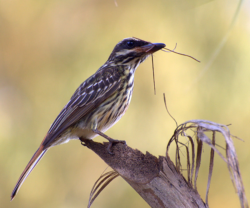 Myiodynastes maculatus